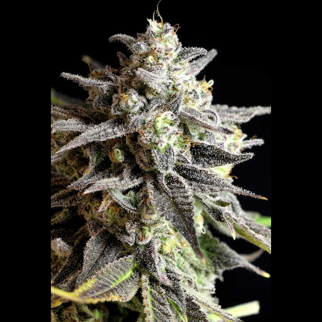 Grape Gas Auto – Grape Gas x Honey Badger