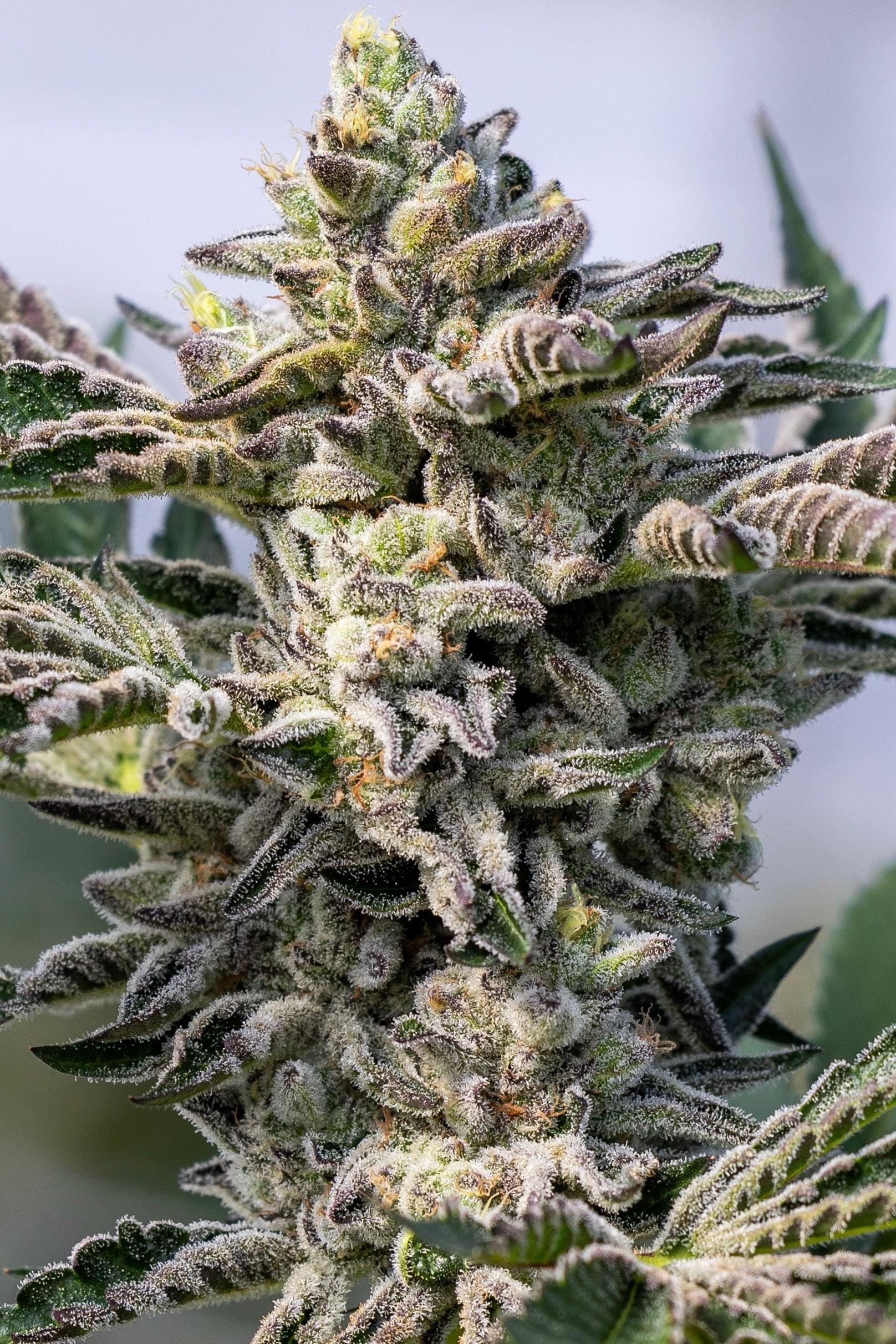 Grape Lobster – Grape Lyfe 29 × Blue Lobster
