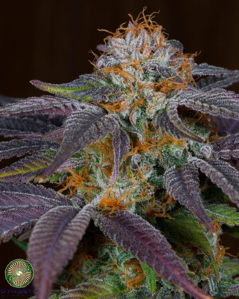 Grapefruit Punch – Purple Punch x Relic Grapefruit