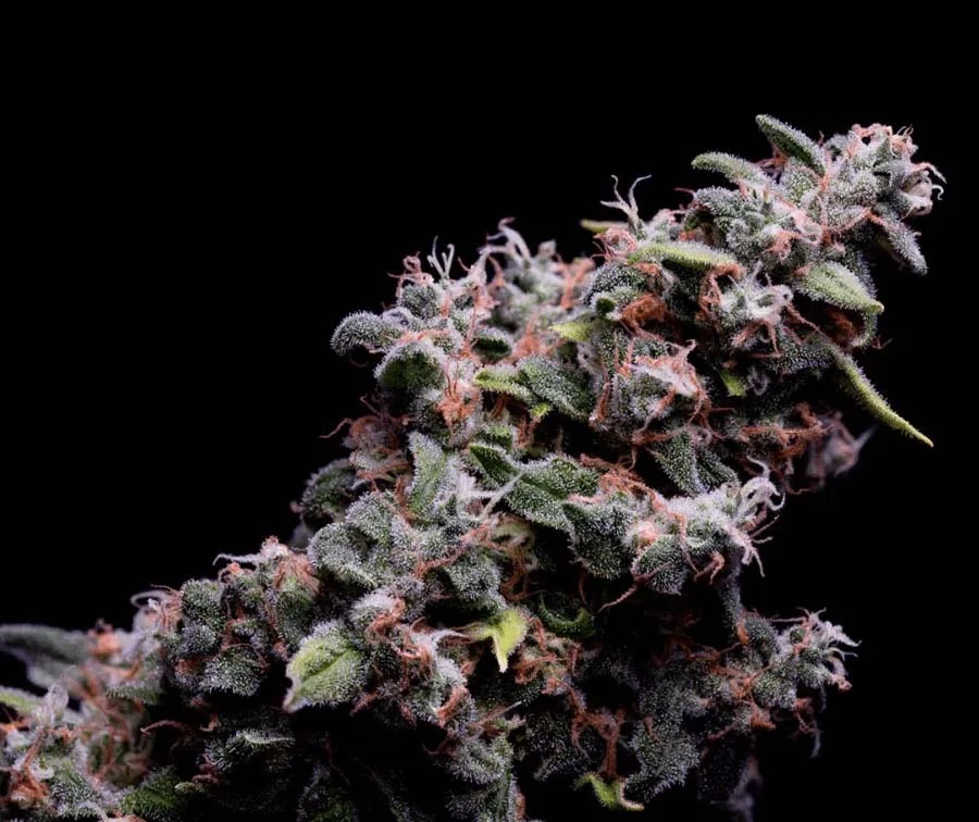 Green Bodhi – Hazy Kush S1