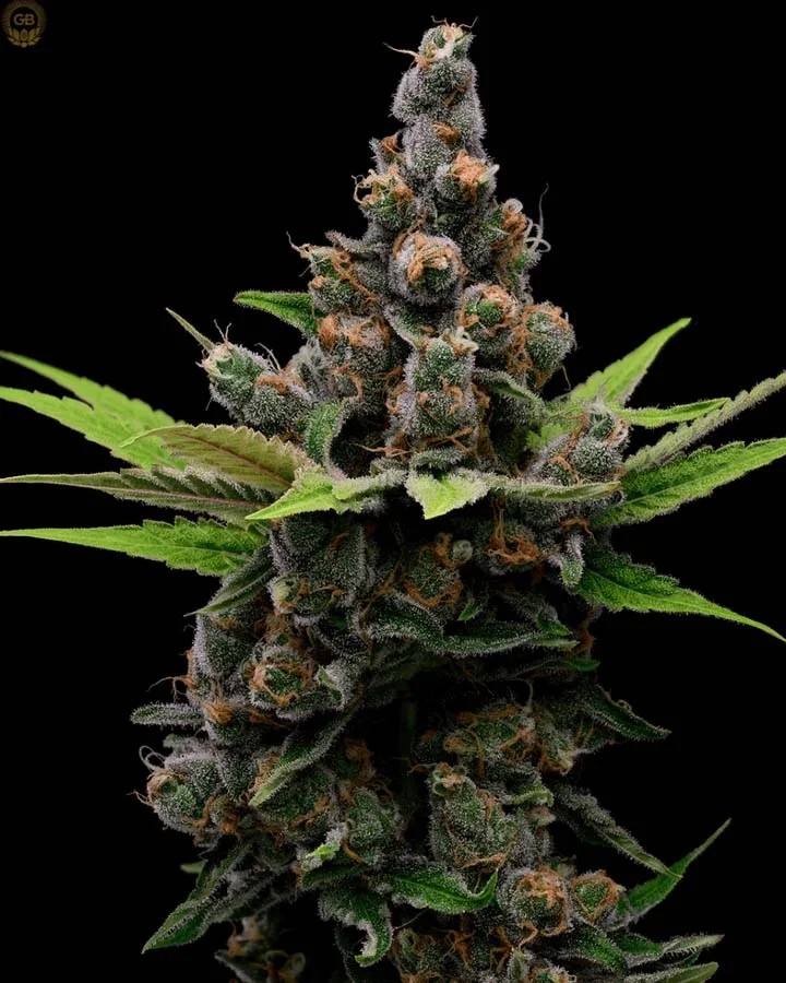 Guava Slushy – Guava Fig x Hazy Kush