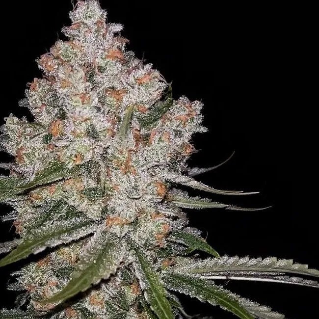 Hazy Voyage – Voyager1 x Hazy Kush