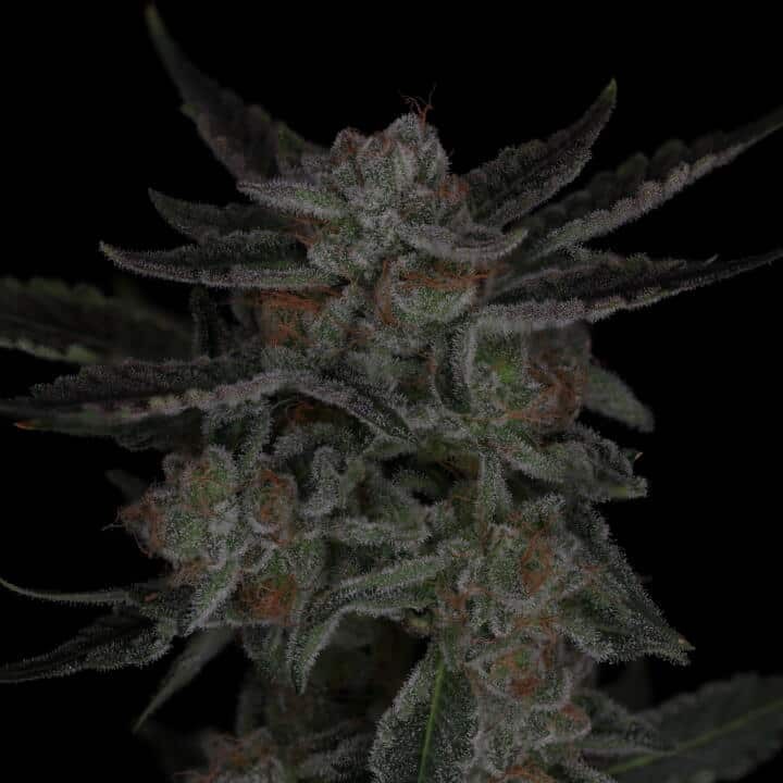 HoneyFace – Sparkleface F2 x Honey Badger F7