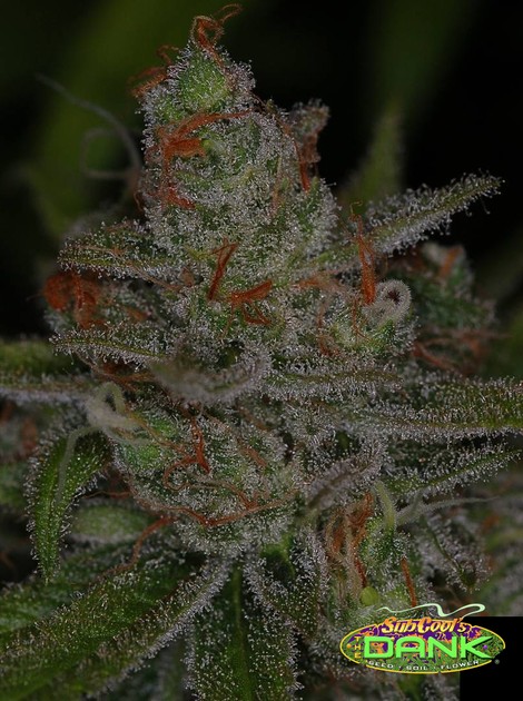 Jack Skellington F2 – Killer Queen x Jack The Ripper (R)