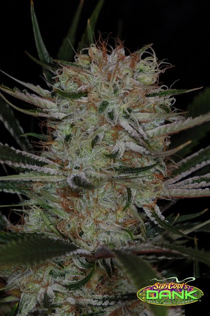 Jack The Ripper BX – Pandora’s Box x Jack the Ripper (R)