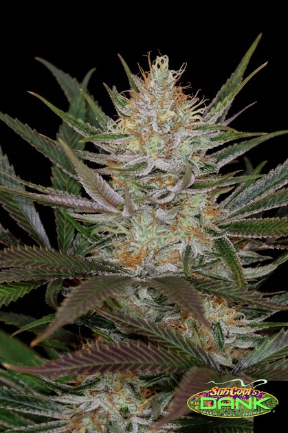 Jack The Ripper F3 – Jack The Ripper x Jack The Ripper (R)
