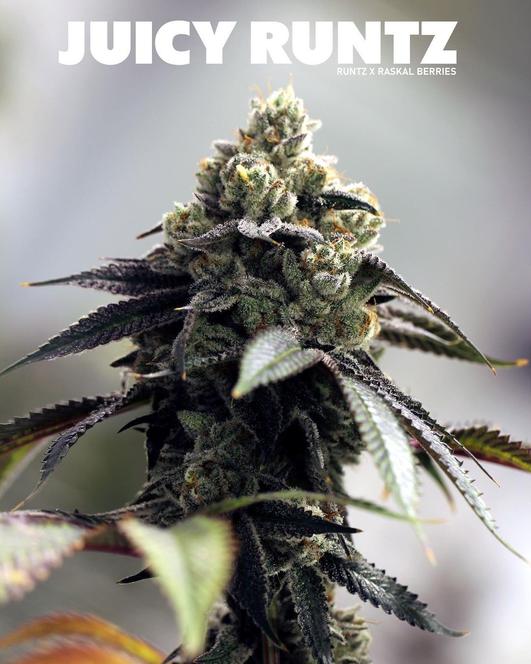 Juicy Runtz – Runtz x Raskal Berries