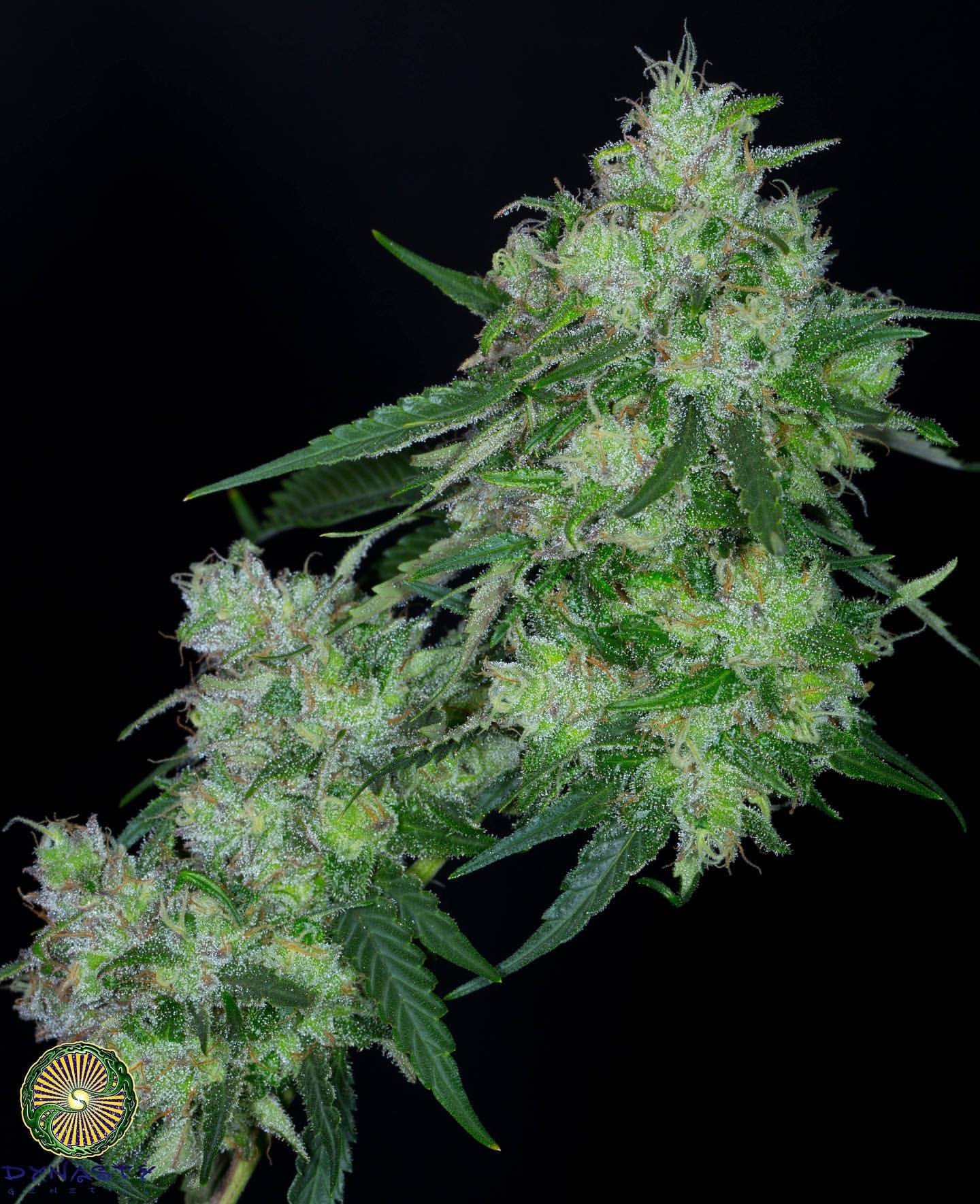 Kali Snapple Cheese – Kali Snapple x Exodus Cheese bx1
