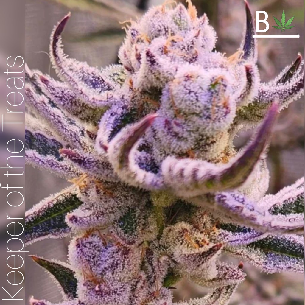 Keeper of the Treats – Truffle Treats x Truffaloha #1