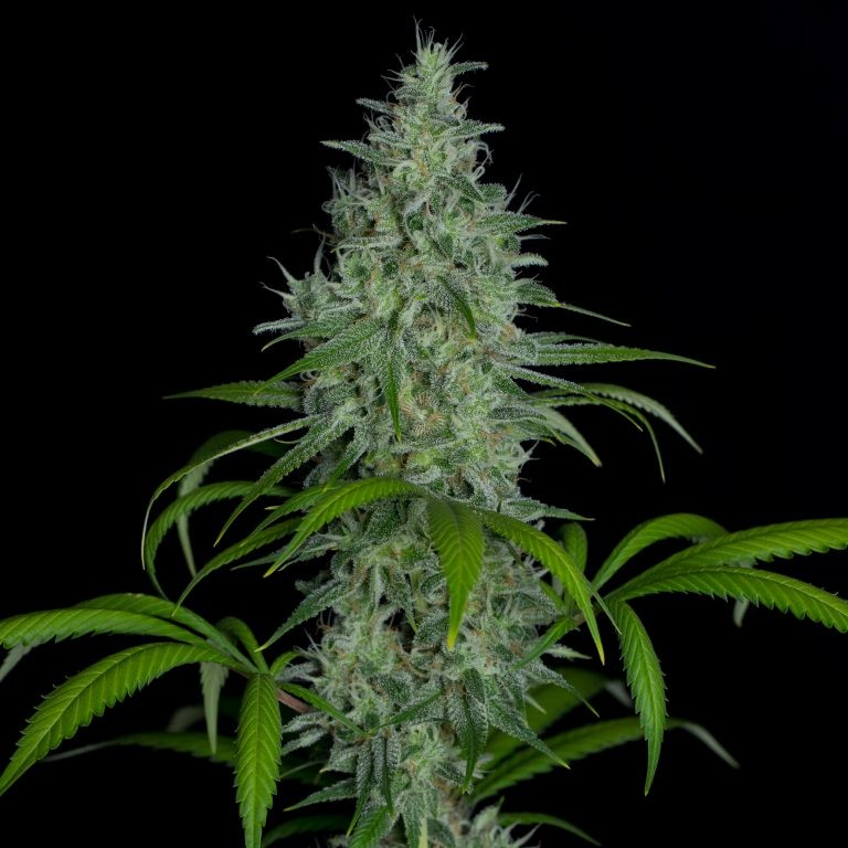 Kiwi – Ice Queen x Blue Heron