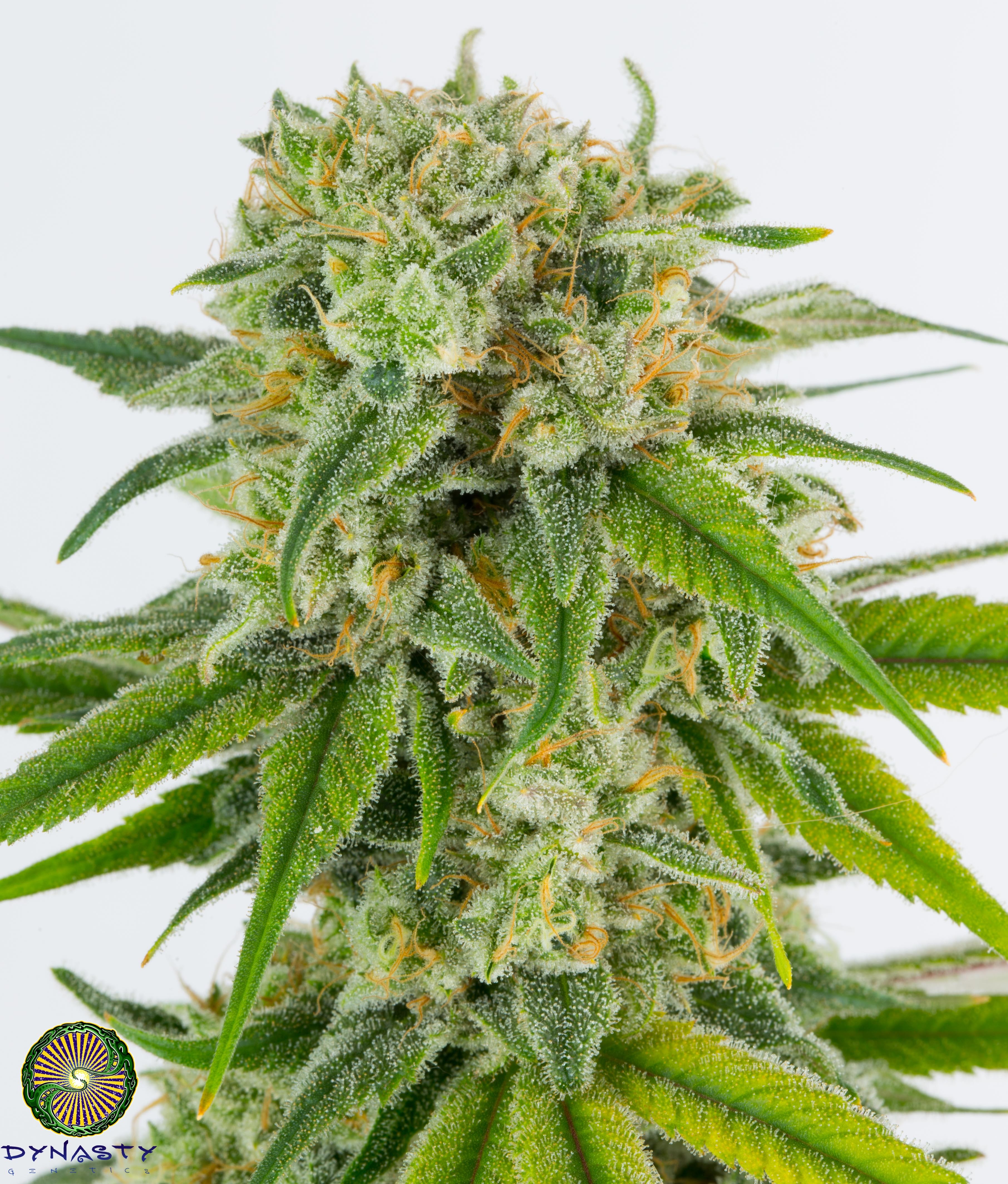 Kiwi v2 – C99/WW x Mt.Hood Huckleberry F5
