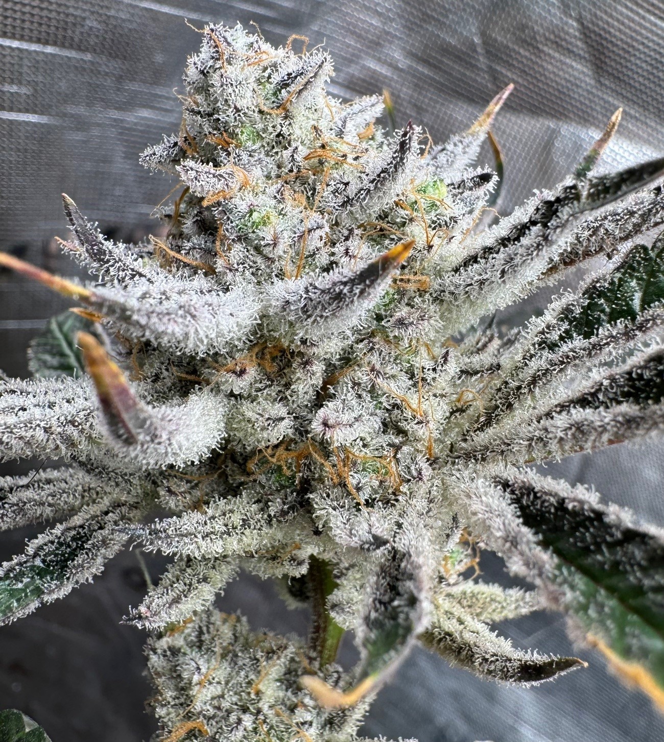 Kush ‘N Keyz R1 – Scarface x Platinum Chimera Breath #16