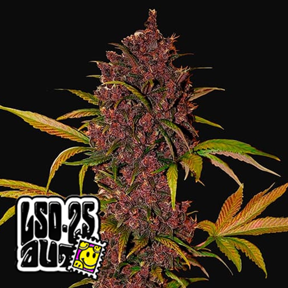 LSD-25 Auto