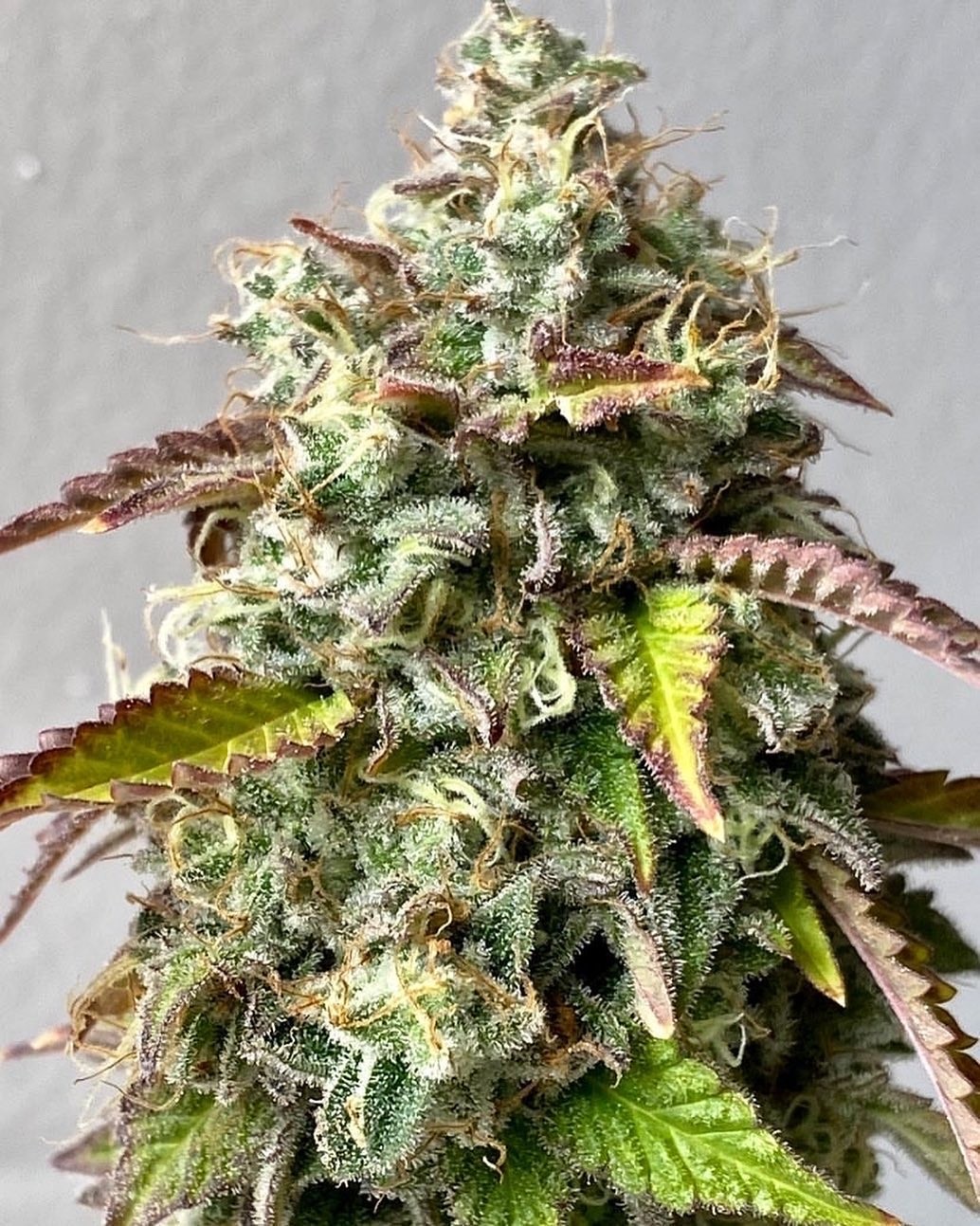 Lact Aid – Ice Cream Cake x Cali Sunset