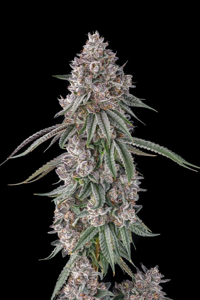 Lemon Chain – Lemon Gello x Mellowz #8