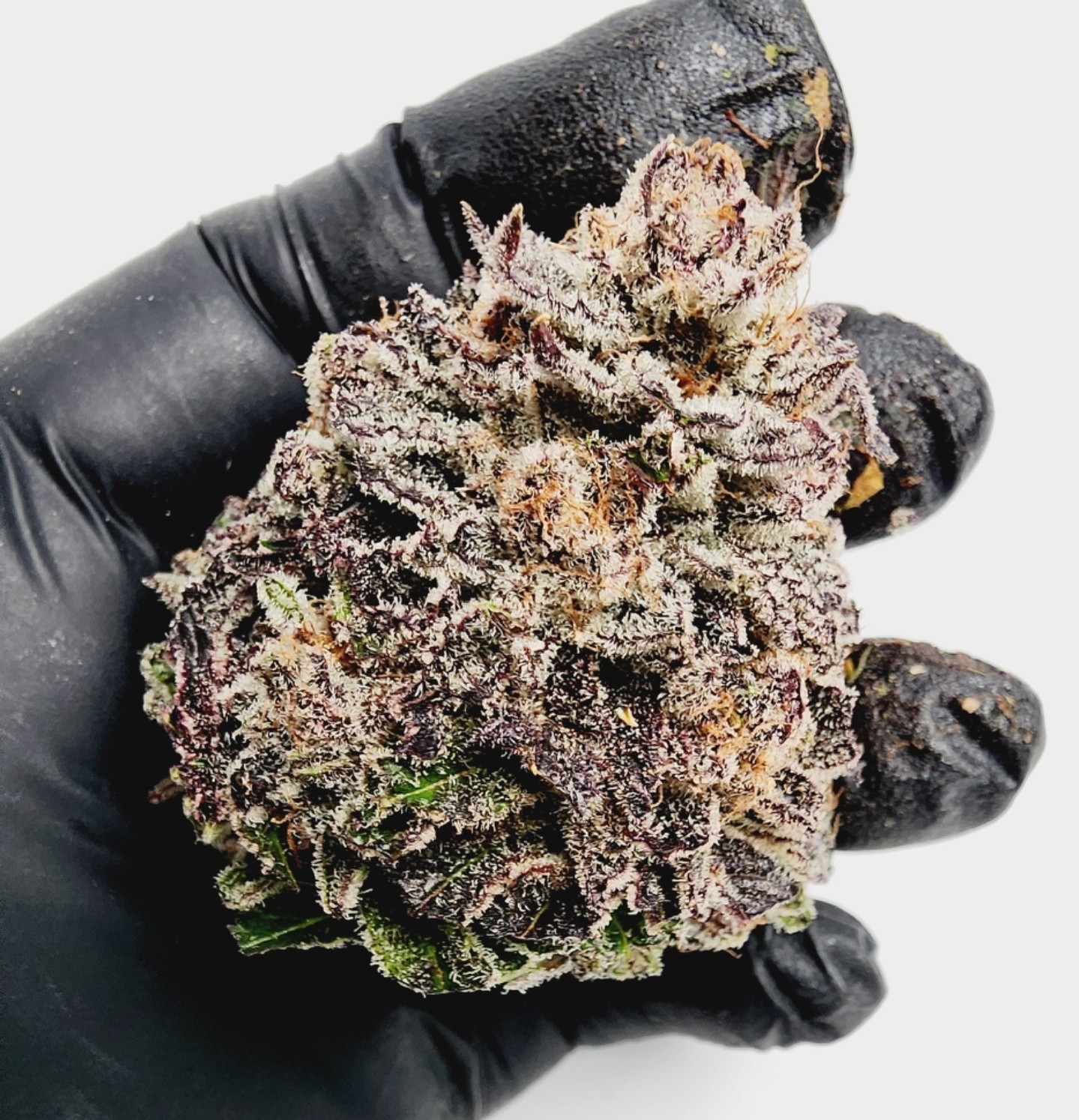 Lemon Cherry Bubblegum – Bubblegum Gelato x Lemon Cherry Icee