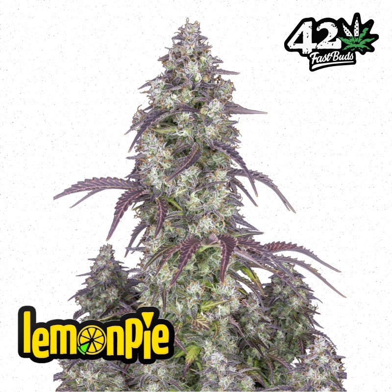 Lemon Pie Auto
