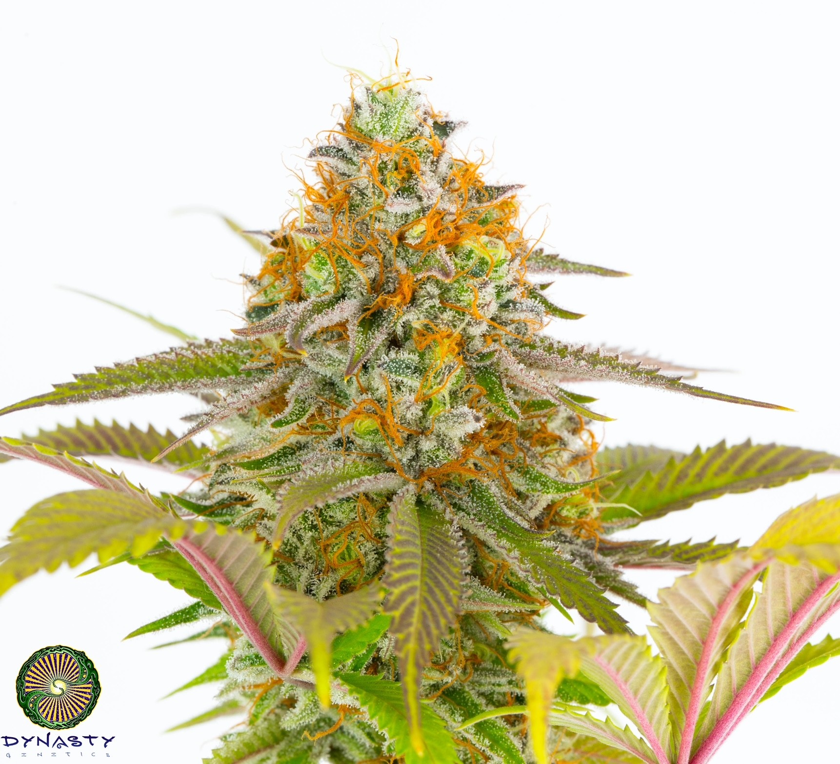 Lemon Stripe Gum – Oregon Lemons x Exodus Cheese BX1