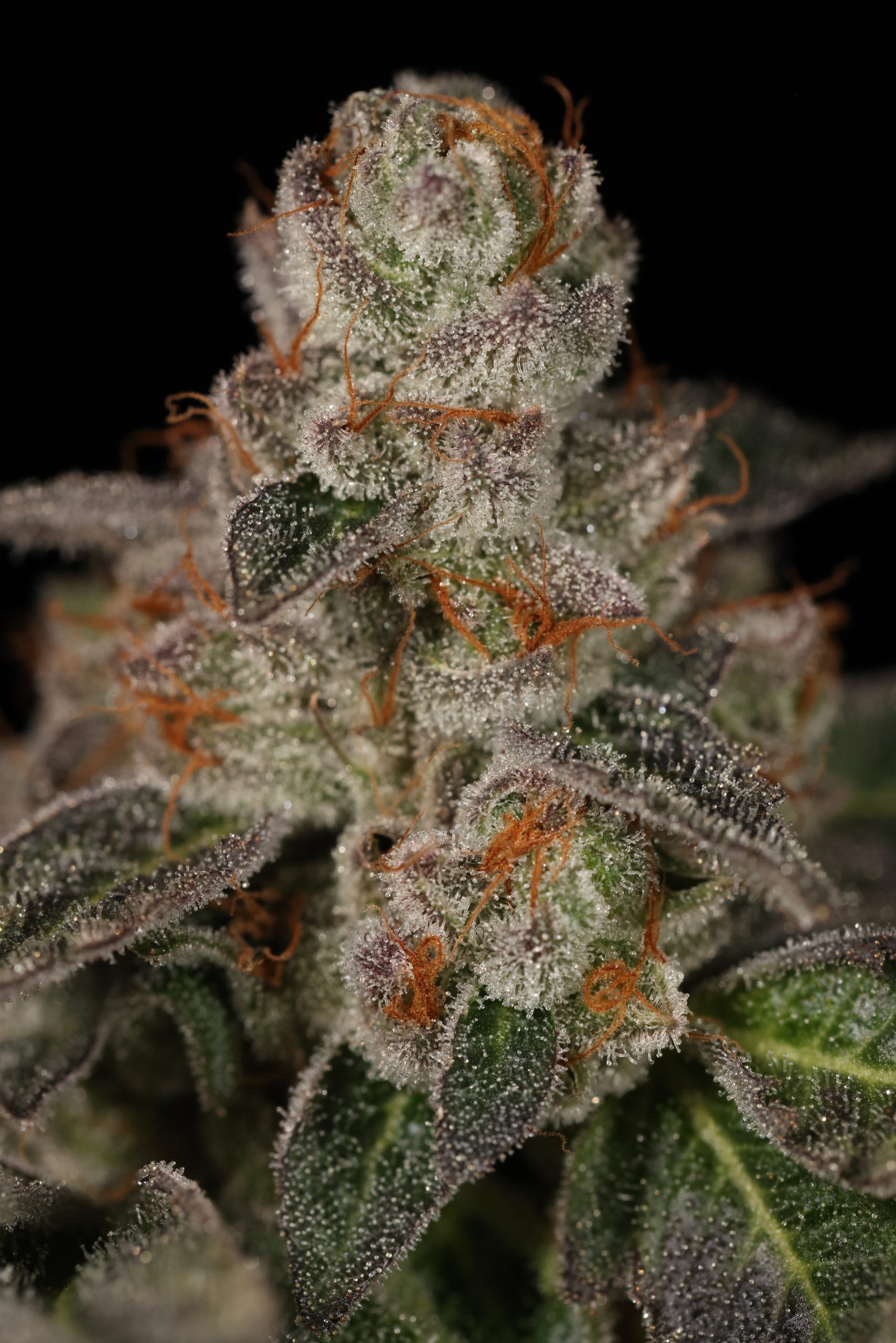 Lime Foot – Wine Foot x Key Lime Pie