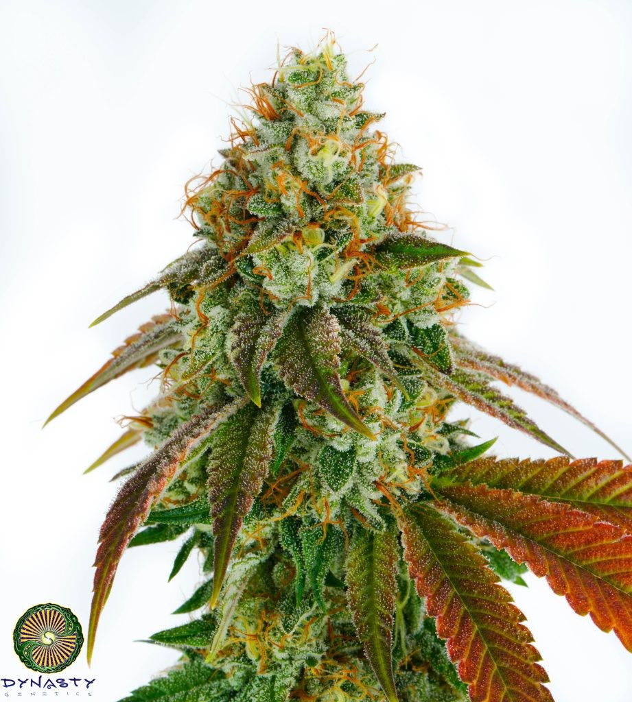 Llama Berry V2 – Llama x M.H. Huckleberry f5