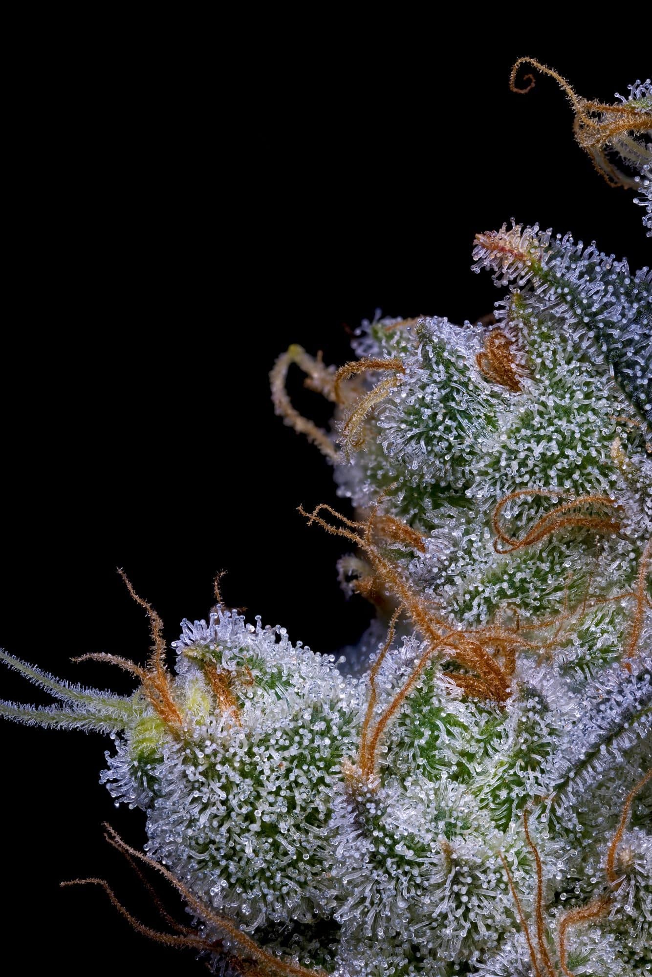 Maple Nectar – Black Maple x Papaya