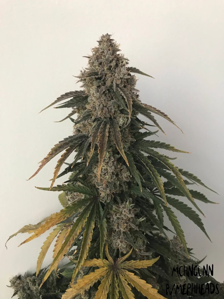 Mephisto Genetics – Beary White