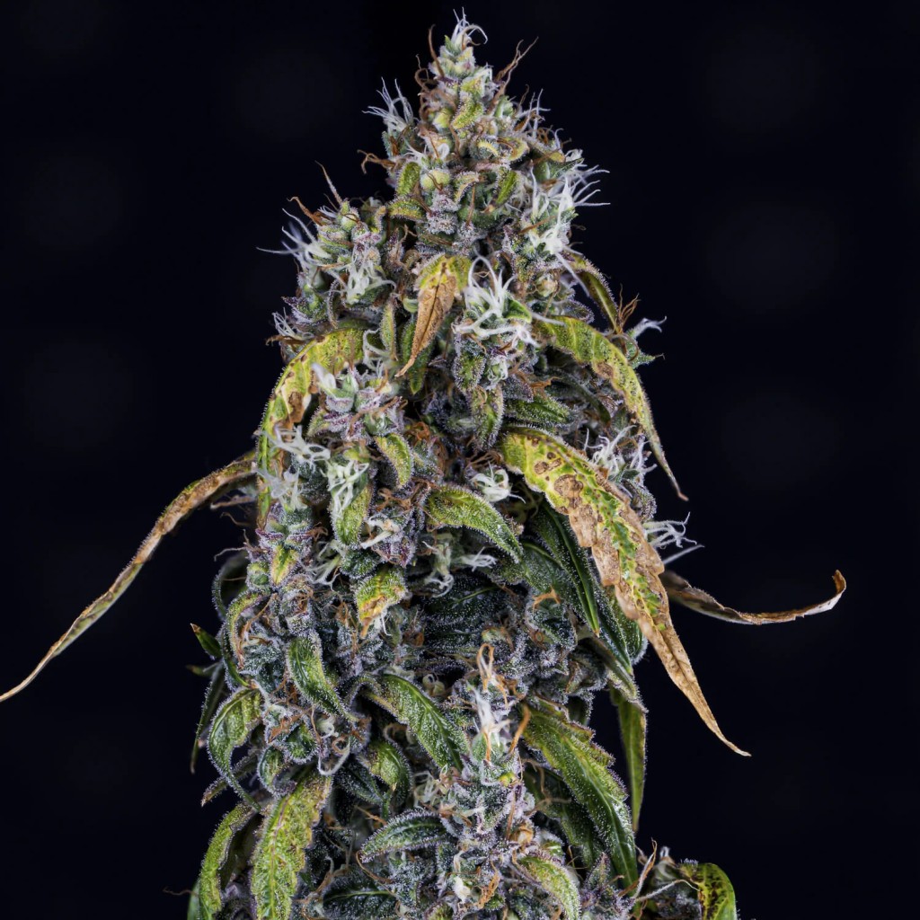 Mephisto Genetics – Fantasmo Express