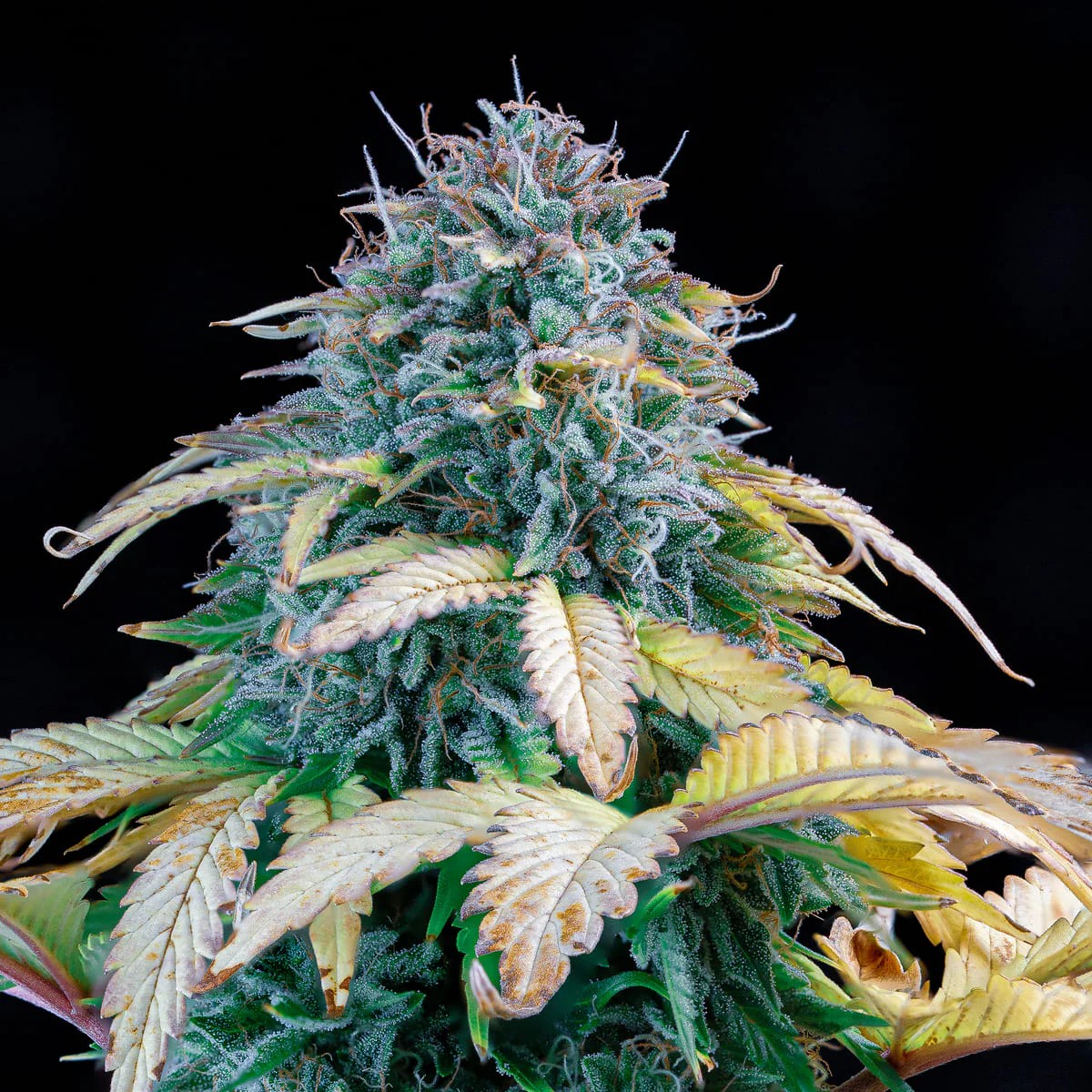 Mephisto Genetics – Samsquanch OG