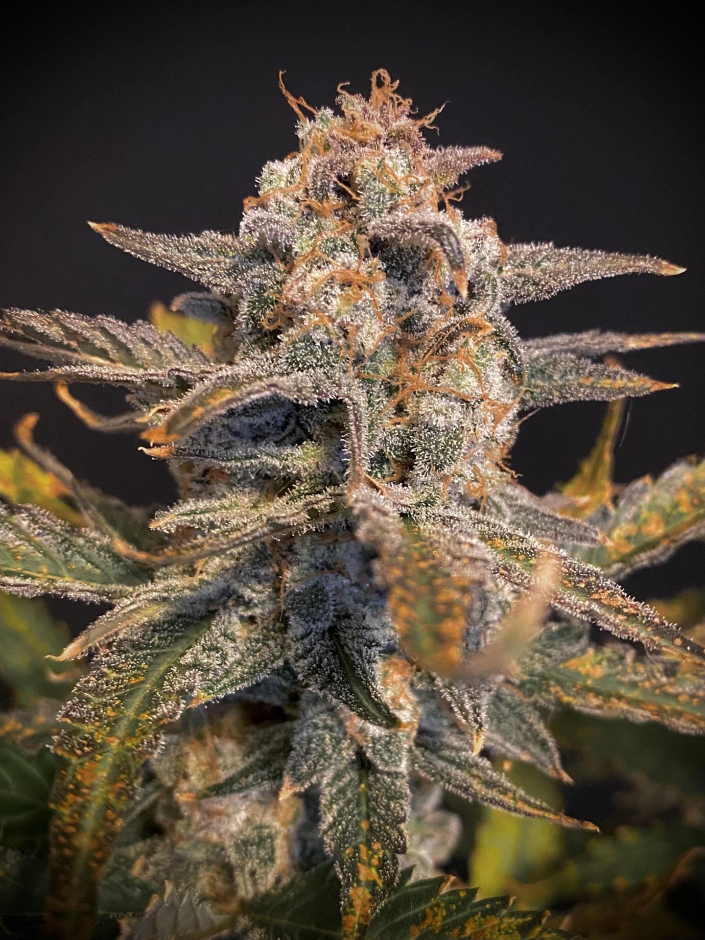 Mephisto Genetics – Sweet ‘n’ Sour