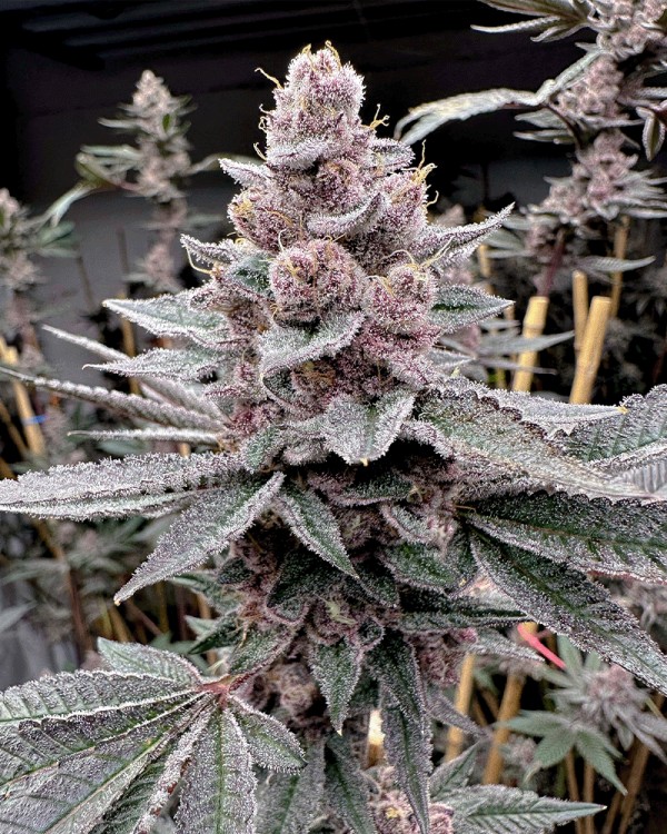 Miami Madness – Miami Mami x Udder Madness