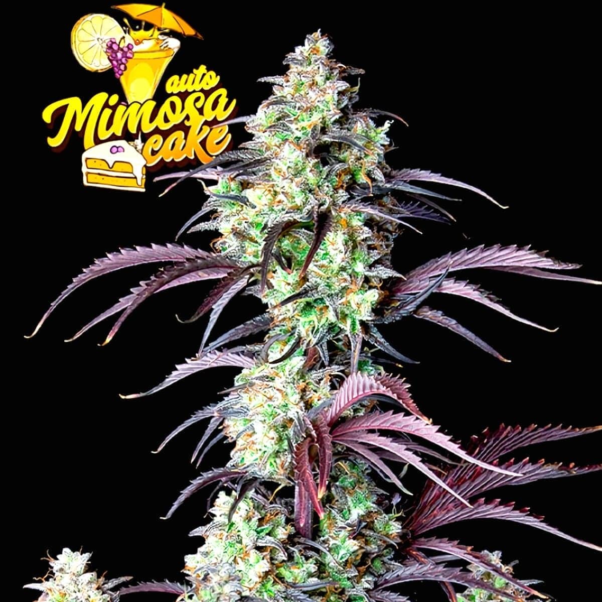 Mimosa Cake Auto