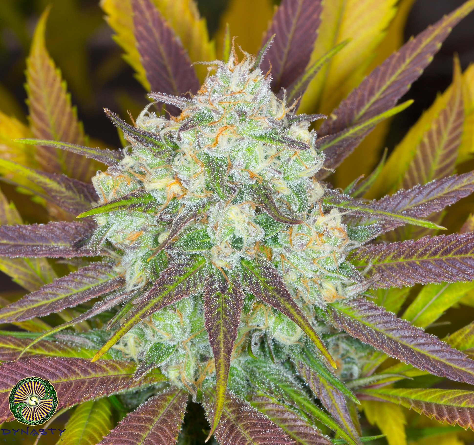 Moose & Lobsta V3 – Kali Snapple x M.H. Huckleberry f5