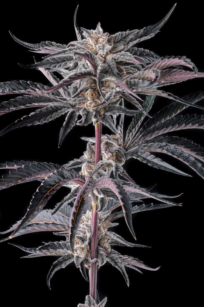 Nakamarra – Pink Certz x Black Amber