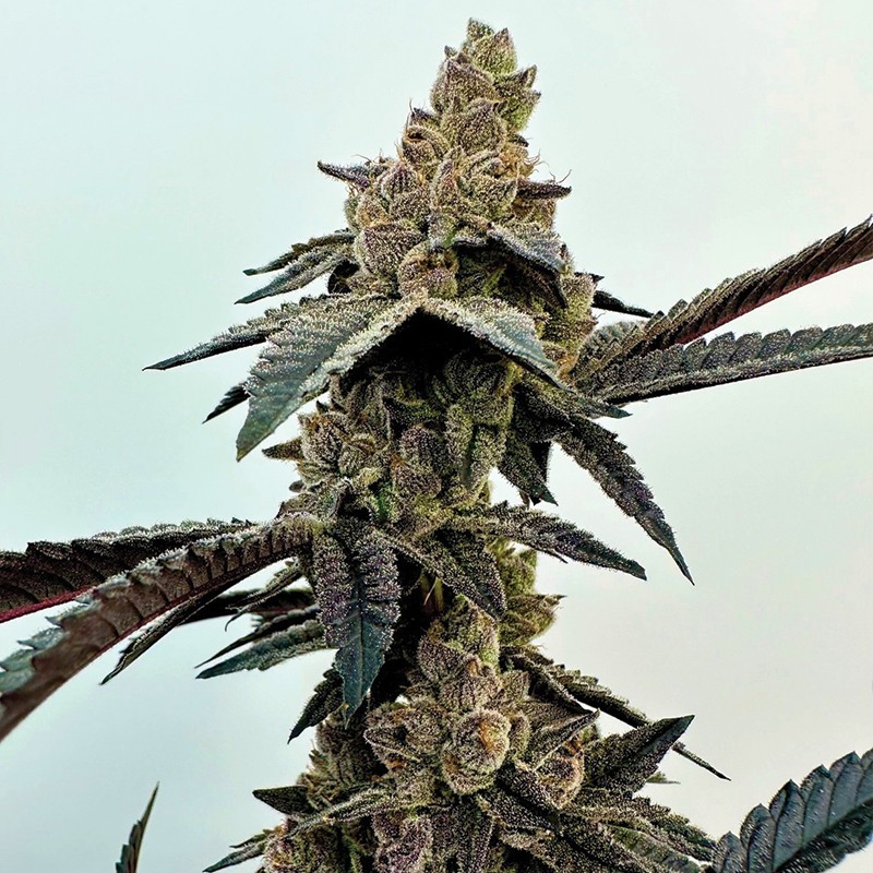 Neon Sunshine – Zkittlez x Falcon-9