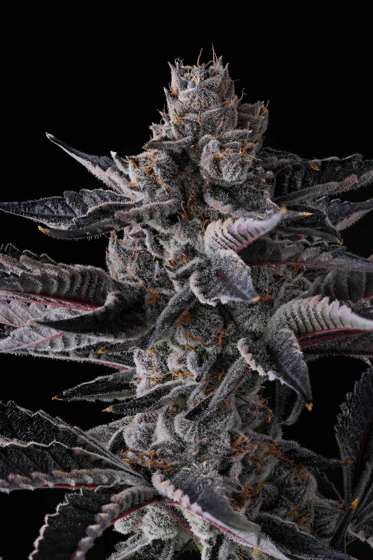 New Money – Black Amber x Eye Candy