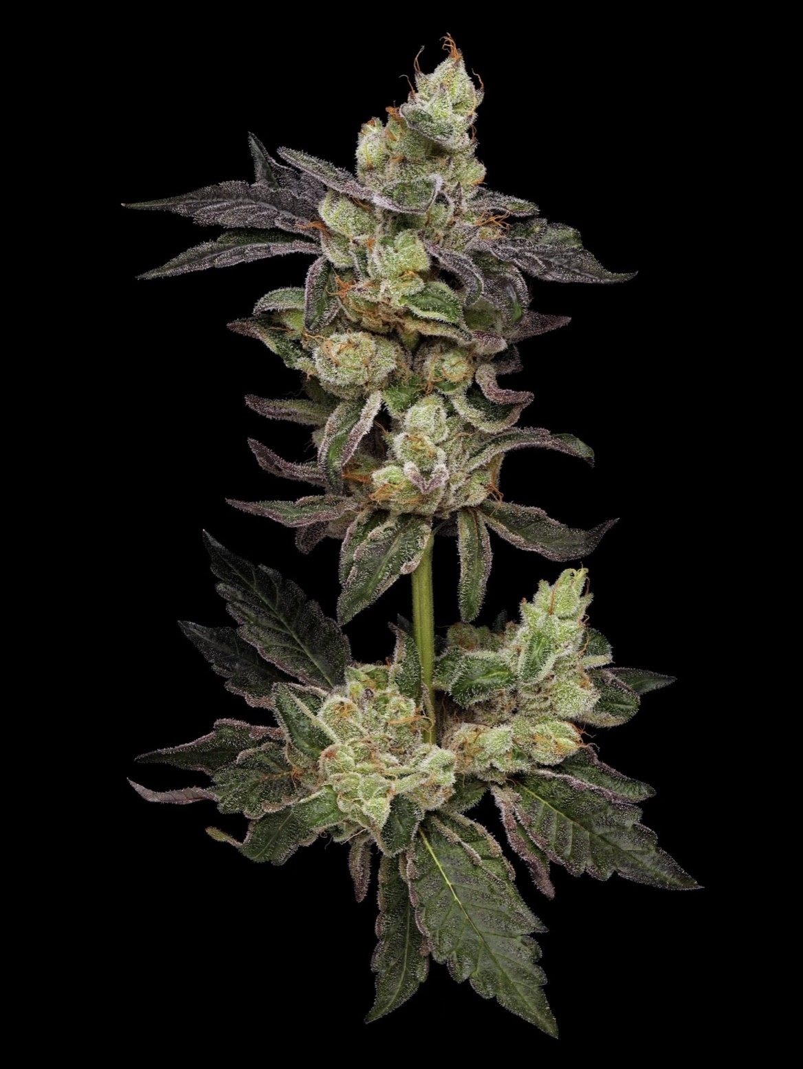 Northern Haze – 89 NL 5 #4 x Hazy Kush