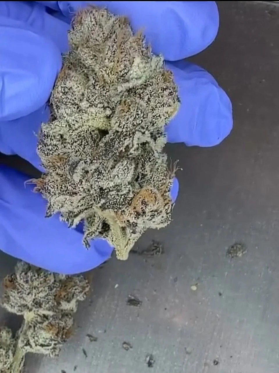 Octane Candy – (LCG x Runtz) x Deep Fried Banana Truffle