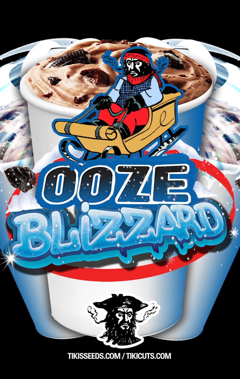 Ooze Blizzard f2 – Ooze x Lemon ICCEE