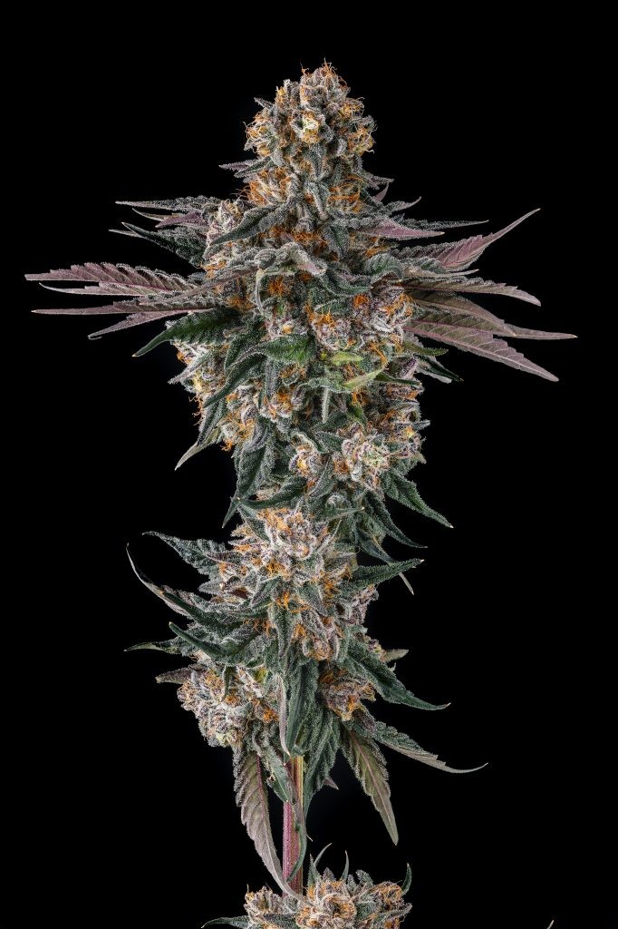 Orange Moon – Ice Cream Man #5 x Black Amber