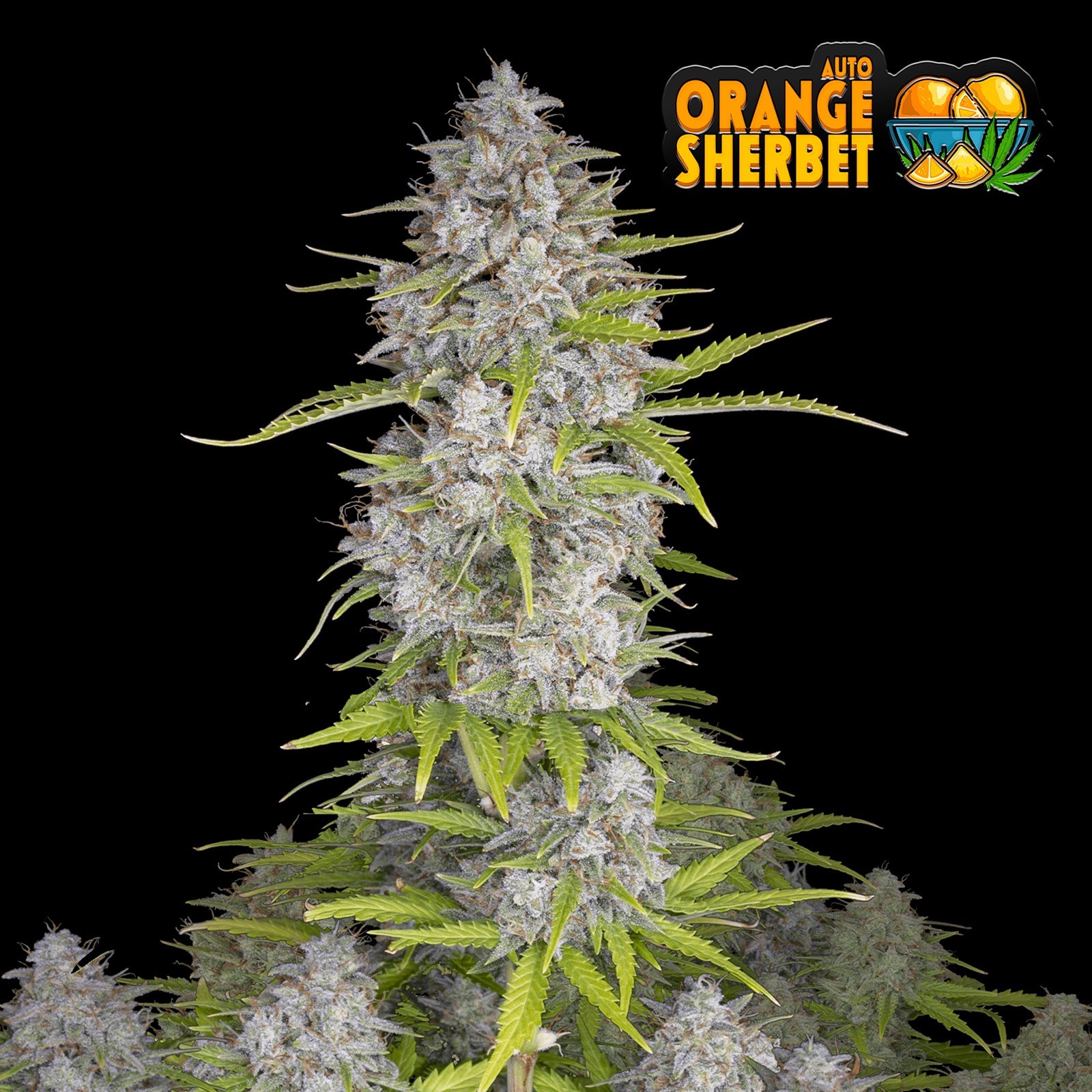 Orange Sherbet Auto
