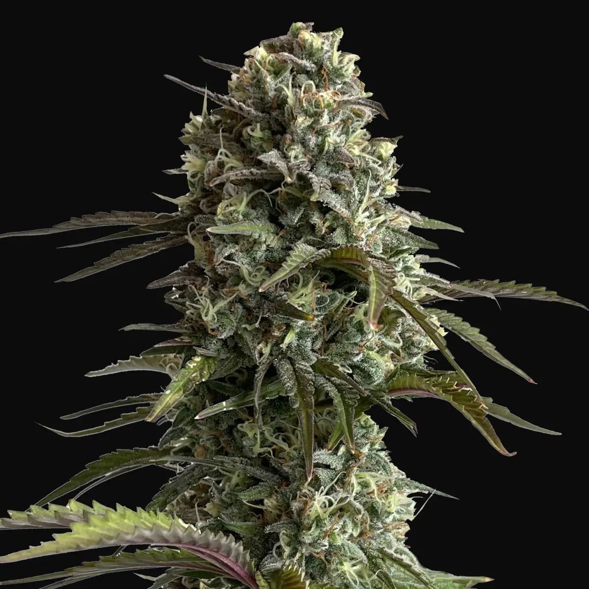 Original Auto Skunk (5pk)