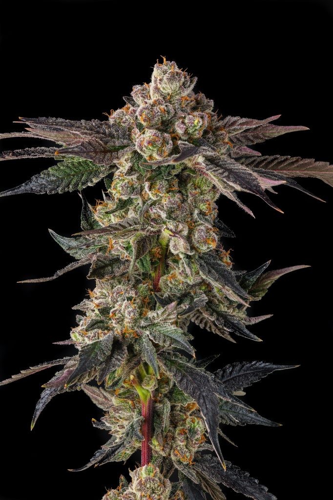 Pamellowz – Papaya x Mellowz #8