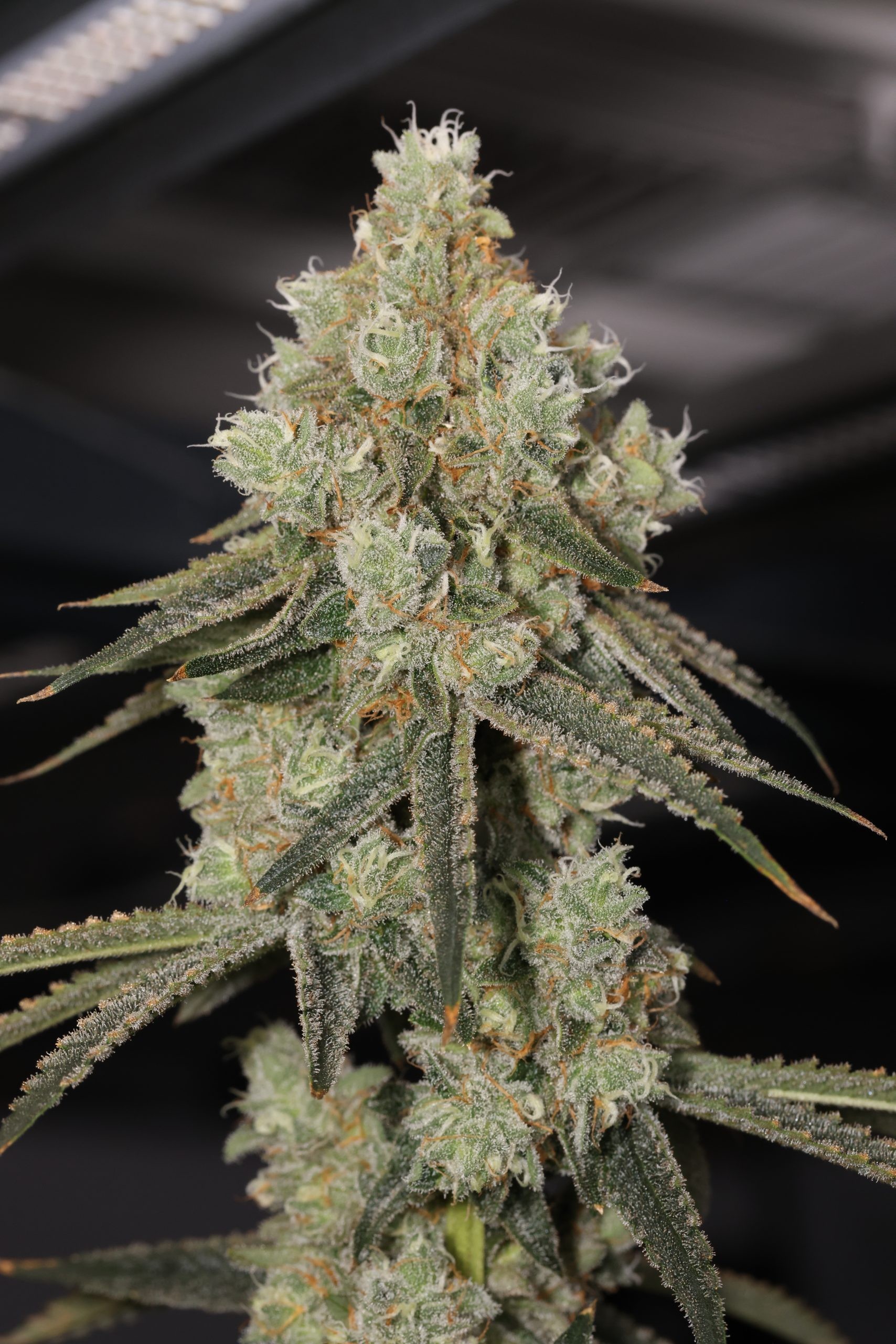 Papaya & Lime – Papaya Power x Key Lime Pie