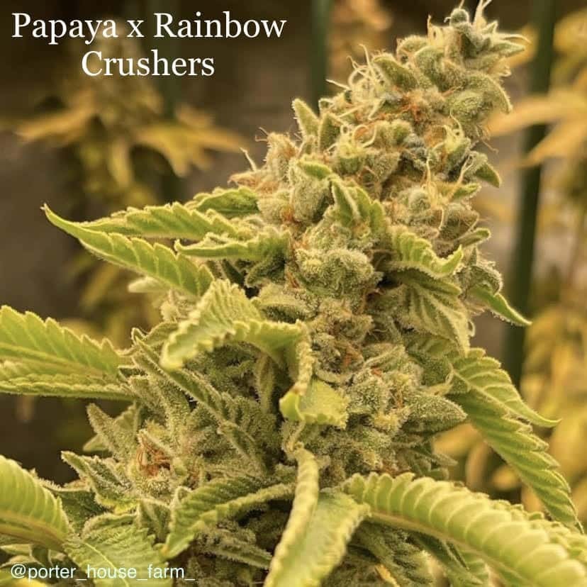 Papaya x Rainbow Crushers