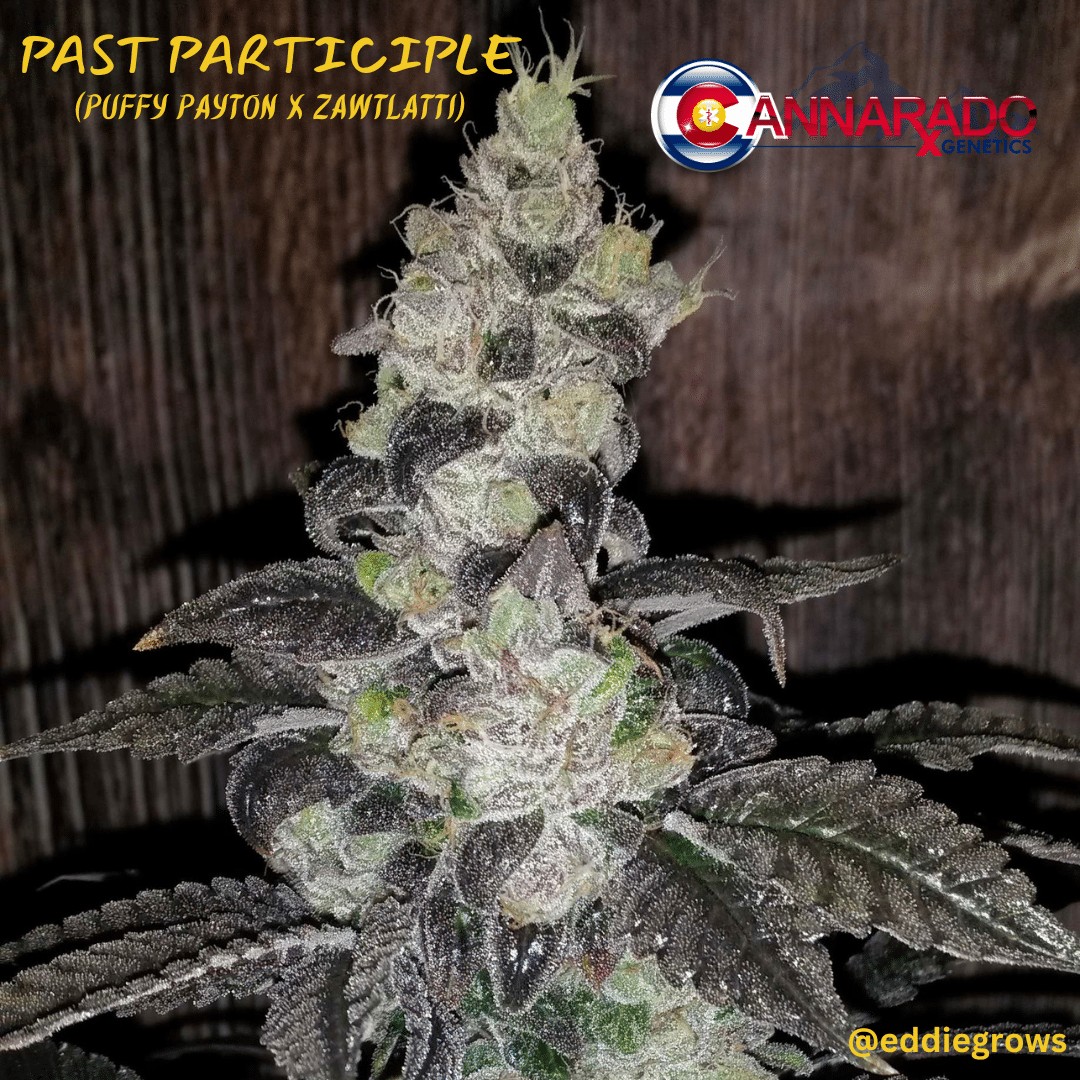 Past Participle – Puffy Payton x Zawtlatti