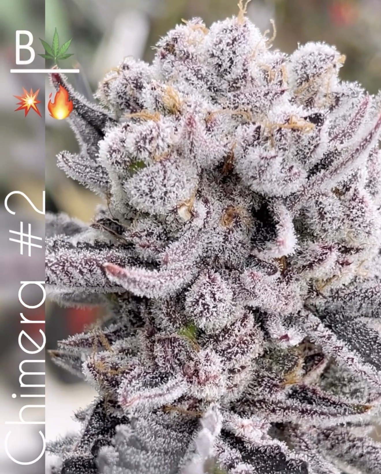 Pentecost R1 – Chimera #2 (White Truffle x THE CREATURE) x White Inferno
