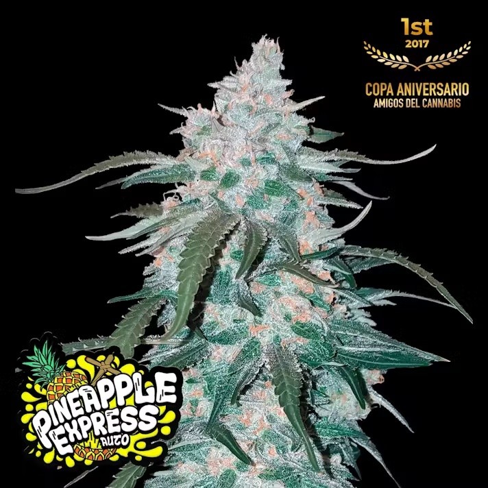 Pineapple Express Auto