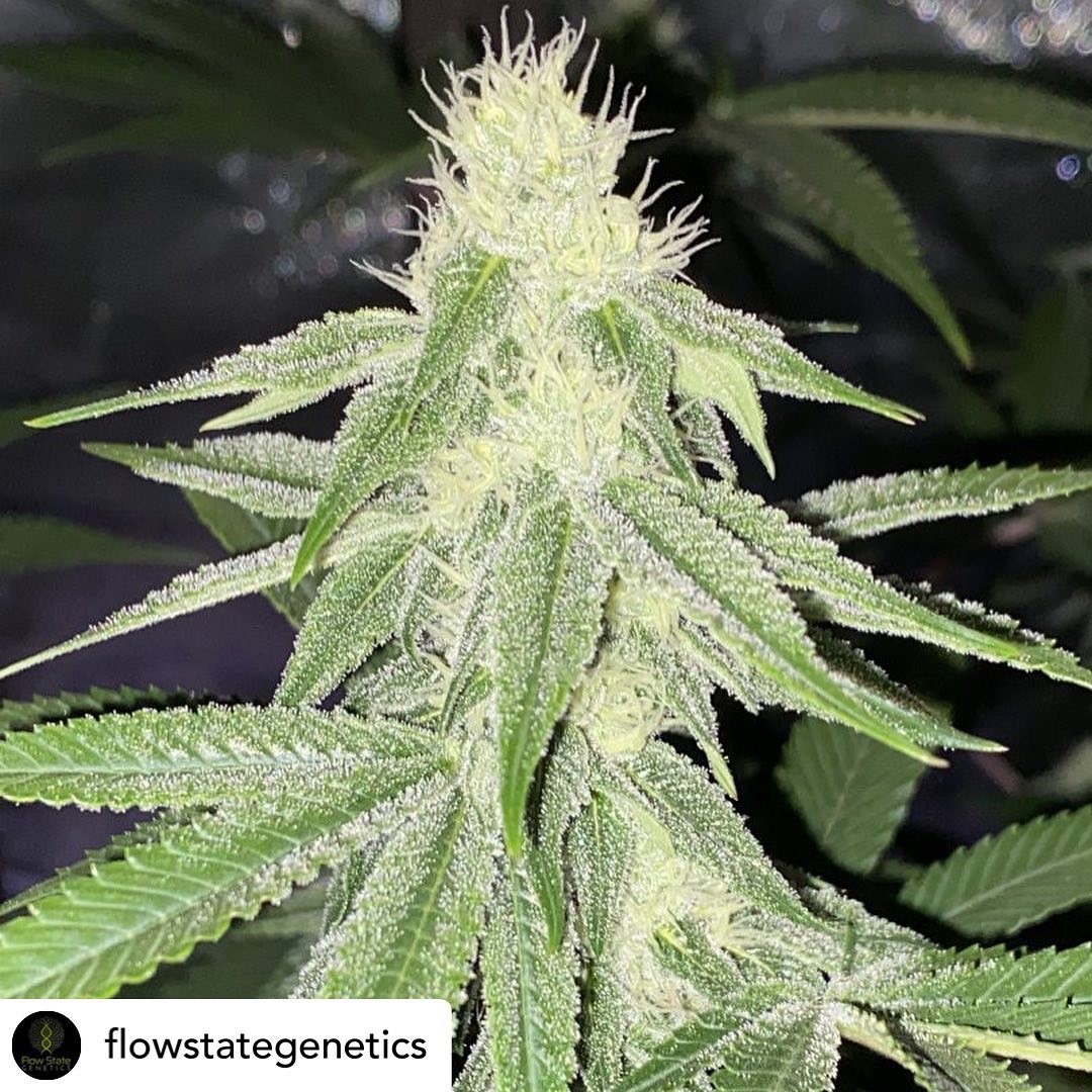 Platinum Michigan Breath – Platinum Kush Breath x Pure Michigan