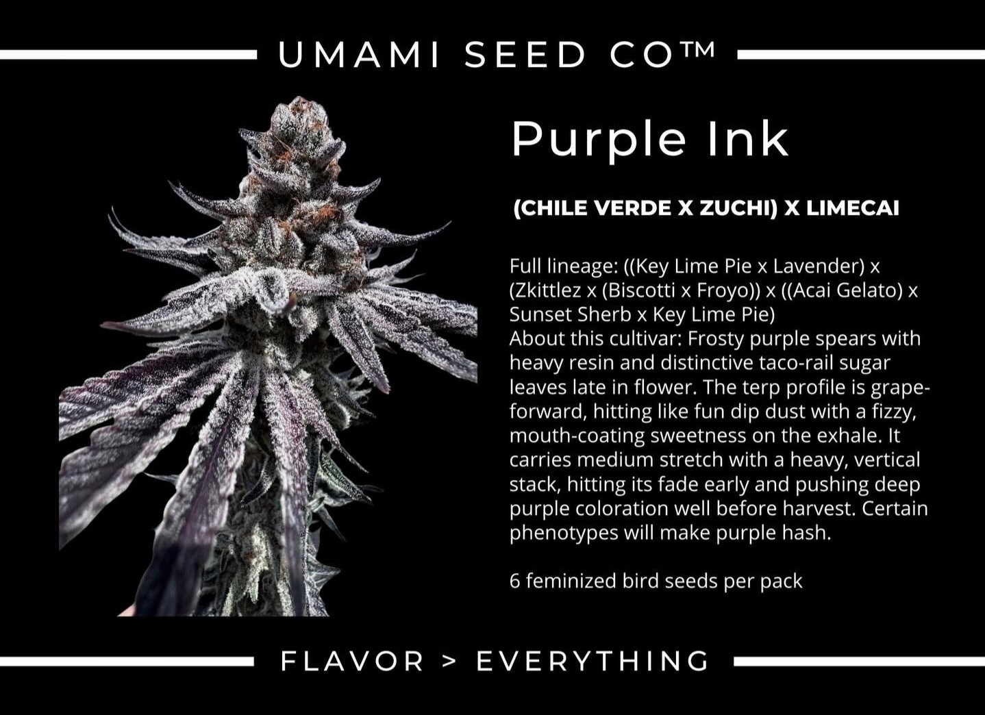 Purple Ink – (Chile Verde x Zuchi) x Limecai