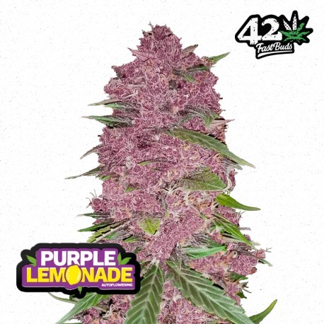 Purple Lemonade Auto